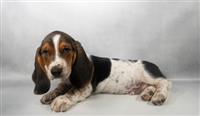 Basset Hound ARRIVING TUESDAY: 1 Male