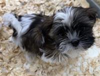 Shih Tzu: 1 APRI Male Available