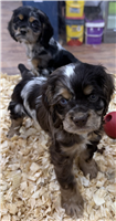 Cocker Spaniel Mix: 1 Male Available