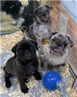 Pug Mix: 3 Males Available