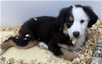 Miniature Australian Shepherd: 1 AKC Male Available