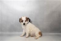 Mini Aussipoo : 1 Male Available