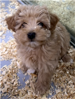Mini Aussipoo Mix: 2 Males and 1 Female Available