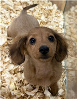 Mini Dachshund Mix: 1 Male Available