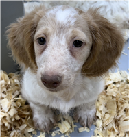 Mini Dachshund Mix: 1 Male Available