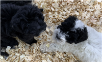 Mini Goldendoodle Mix: 1 Male and 2 Females Available