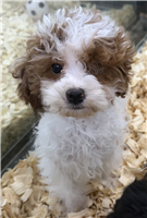 Mini Poodle Mix: 1 Female Available