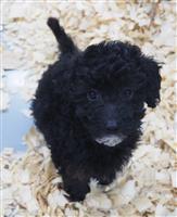 Mini Poodle Mix: 3 Males and 3 Females Available