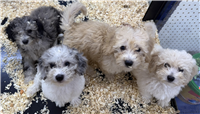 Mini Poodle Mix: 2 Males and 2 Females Available