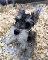 Miniature Shnauzer : 1 AKC Female Available