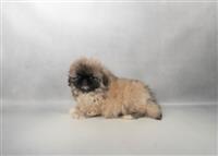 Pekingese ARRIVING TUESDAY: 1 Male