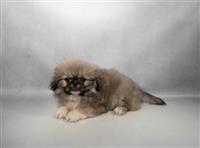 Pekingese : 1 Male Available