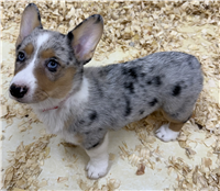 Pembroke Cardigan Corgi: 1 Female Available