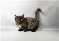 Persian ARRIVING 9/22: 1 Female