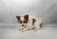 Pomeranian ARRIVING TUESDAY: 1 Male