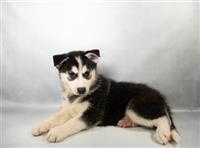Pomsky: 1 Male Available