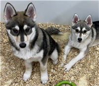 Pomsky Mix: 1 Male and 2 Females Available