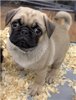 Pug Mix: 2 Male Available