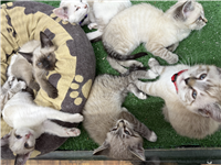 Ragdoll Mix: 