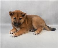 ACA Shiba Inu: 1 Male Sesame Red Available