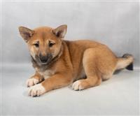 ACA Shiba Inu: 1 Male Red Available