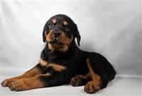 AKC Rottweiler: 1 Male Available