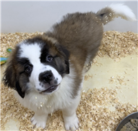 AKC Saint Bernard: 1 Male Available