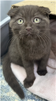 Chocolate Scottish Fold: 1 Male Available