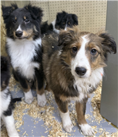 Shelti & Border Collie Mix: 2 Females and 2 Males Available