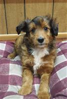 Shelti-Poo Mix: 1 Male Available