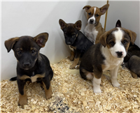 Shepherd Mix: 4 Males and 2 Females Available