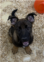 German Shepherd Mix: 1 Male Available