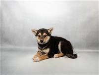 Shiba Inu: 1 Female Available