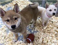Shiba Inu : 1 Tan & White Male and 1 Cream Female Available