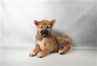 Shiba Inu ARRIVING 9/14: 1 Male