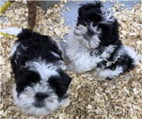 Shih Tzu: 1 Male and 1 Female Available