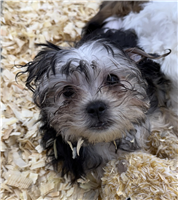 Silktese: 1 Female Available