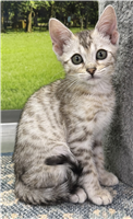 Silver Bengal: 1 Female Available