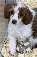 Toy Poodle Mix: 1 Male and 1 Female Available