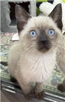 Siamese Mix: 2 Males Available