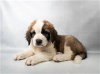 Saint Bernard COMING 9/14: 1 Male
