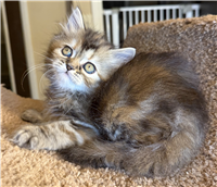 Persian Mix: 1 Female Tabbico Available