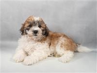 Teddy Bear (Shih Tzu & Bichon): 1 Female Available