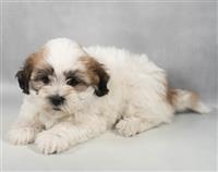 Teddy Bear (Shih Tzu & Bichon): 1 Male Available