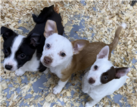 Jack Russell Terrier & Fox Terrier Mix: 3 Males and 1 Female Available