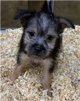 Toy Fox Terrier & Yorkshire Terrier Mix: 1 Male and 1 Female Available