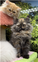 Persian Mix: 1 Tortishell Female and 1 Orange Female Available