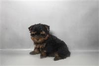 ACA Yorkshire Terrier: 1 Male Available