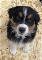Australian Shepherd Mix: 1 Male Available