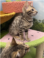 TICA Bengal: 1 Male and 1 Female Available